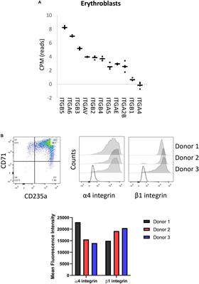 Inside Out Integrin Activation Mediated by PIEZO1 Signaling in Erythroblasts